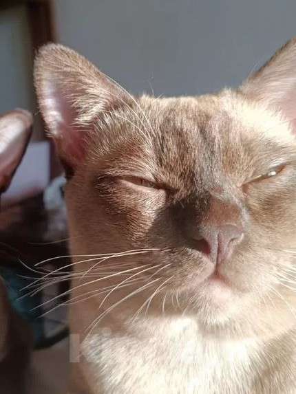 Кошки в Ростове-на-Дону: Котик европейской Бурмы в Брид  Мальчик, Бесплатно - фото 2