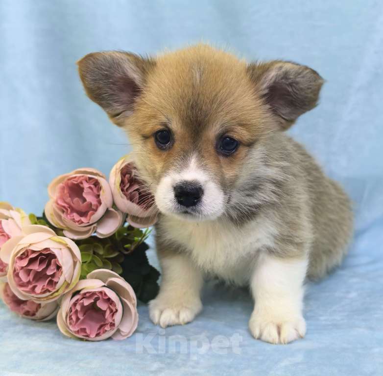 Собаки в Москве: Девочка вельш корги пемброк Куцехвостая Девочка, 60 000 руб. - фото 7