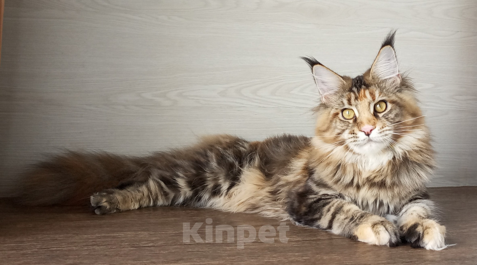 Кошки в Москве: Мейн-Кун котята Девочка, Бесплатно - фото 5