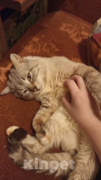 Кошки в Москве: Пропал кот Мальчик, Бесплатно - фото 6