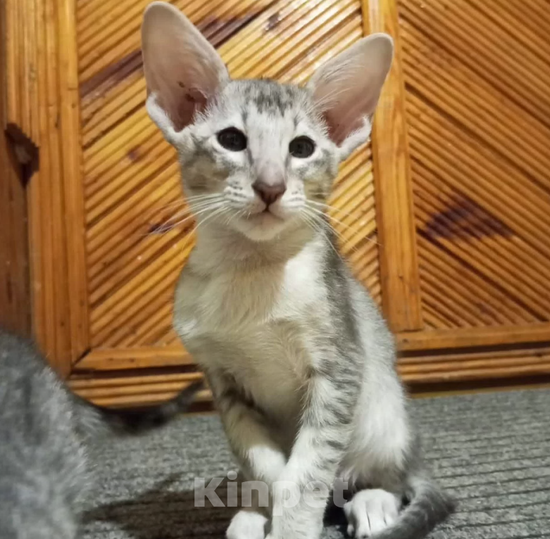 Кошки в Кузнецке: Ориентальный котенок Разнополые, 20 000 руб. - фото 7