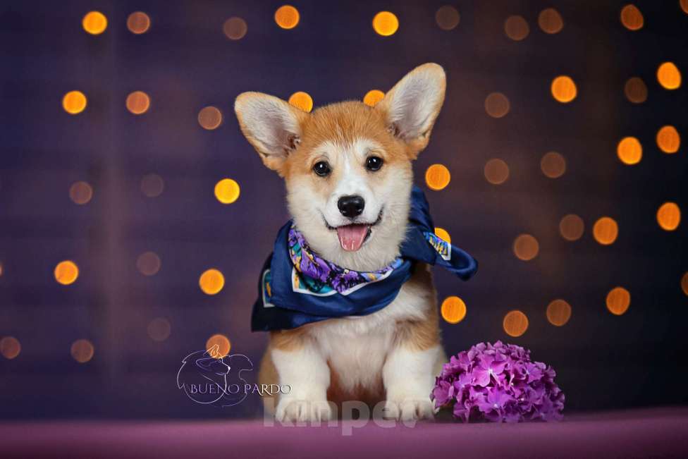 Собаки в Москве: щенки вельш корги пемброк Мальчик, 50 000 руб. - фото 7