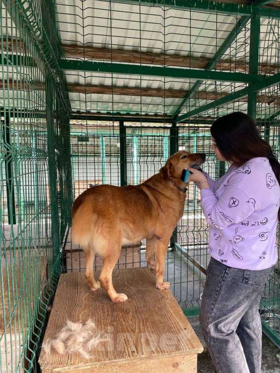 Собаки в других городах Краснодарского края: Молли из приюта Поводог Сочи (отправим в любой город) Девочка, Бесплатно - фото 10