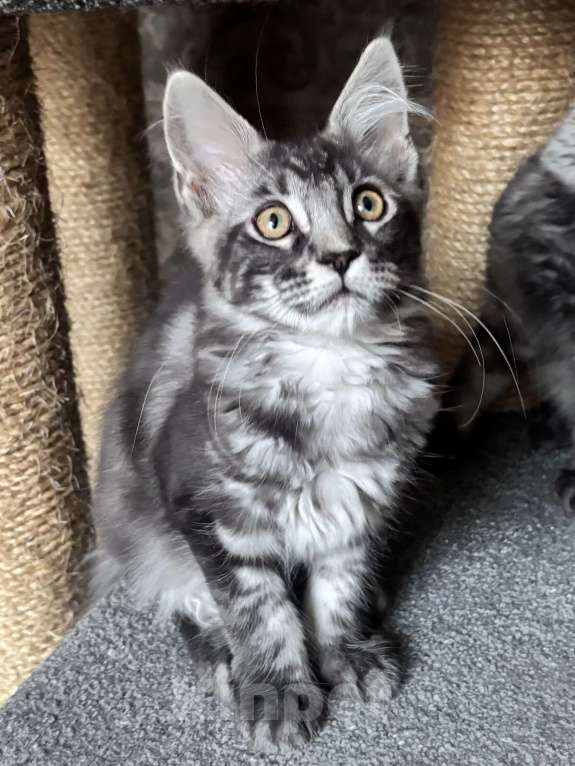 Кошки в Петергофе: Девочка красотка Девочка, 35 000 руб. - фото 3