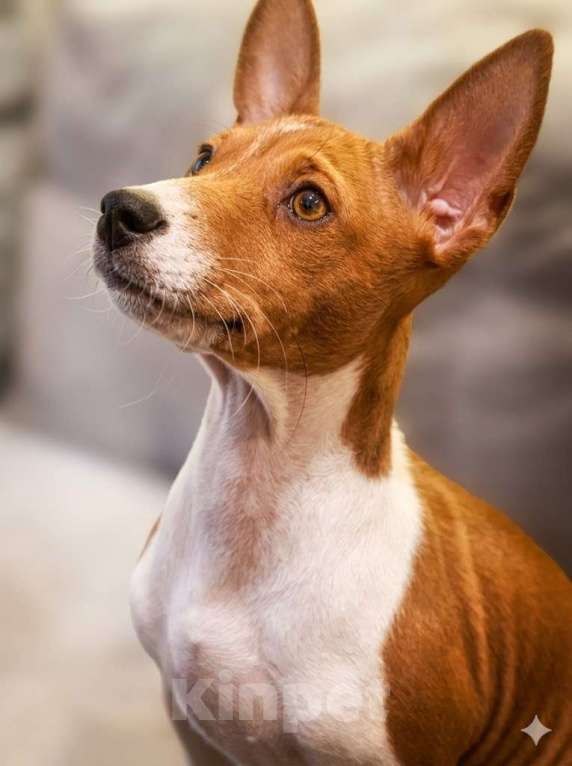 Собаки в Кохме: Щенки аристократы басенджи Девочка, 30 000 руб. - фото 3