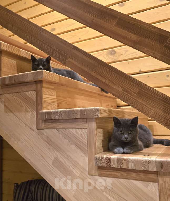 Кошки в других городах Московской области: Масюня Девочка, 10 руб. - фото 2