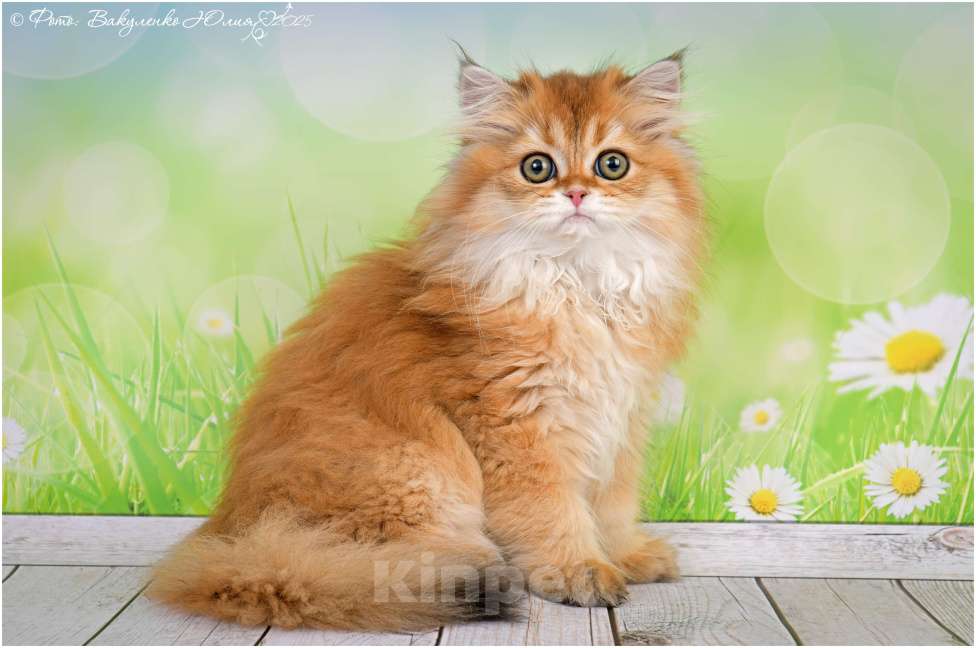 Кошки в Геленджике: Шотландская длинношерстная девочка Девочка, 25 000 руб. - фото 3