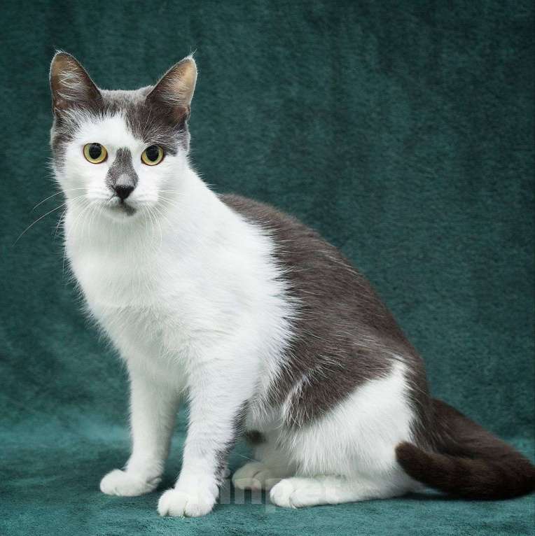 Кошки в Москве: Хозяйка выкинула кошечку на улицу, потому что та ей надоела 💔 Девочка, Бесплатно - фото 4