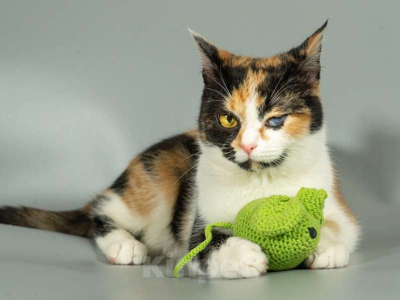 Кошки в Москве: Малышка Афина очень хочет домой Девочка, Бесплатно - фото 3