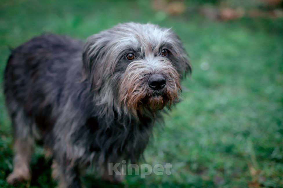 Собаки в Москве: Миттельшнауцер метис в дар Девочка, Бесплатно - фото 3