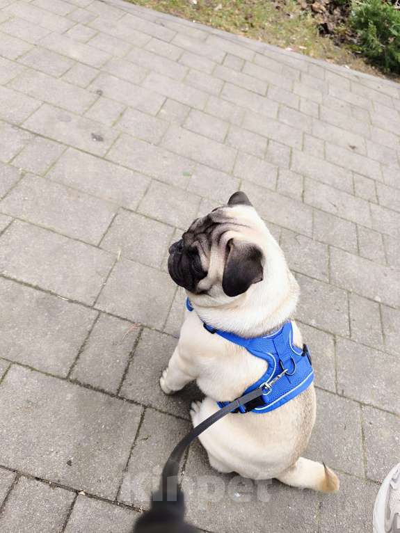 Собаки в Краснодаре: Продаю породистого щенка мопса мальчика Мальчик, 30 000 руб. - фото 3