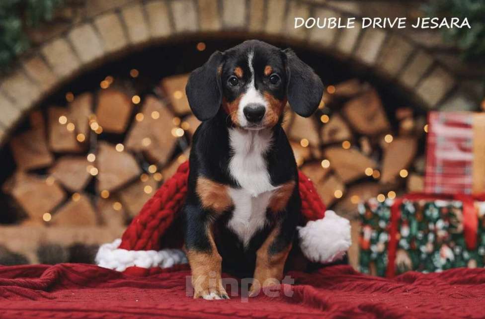 Собаки в Москве: Щенки энтлебухера зенненхунда в Москве  Девочка, Бесплатно - фото 4