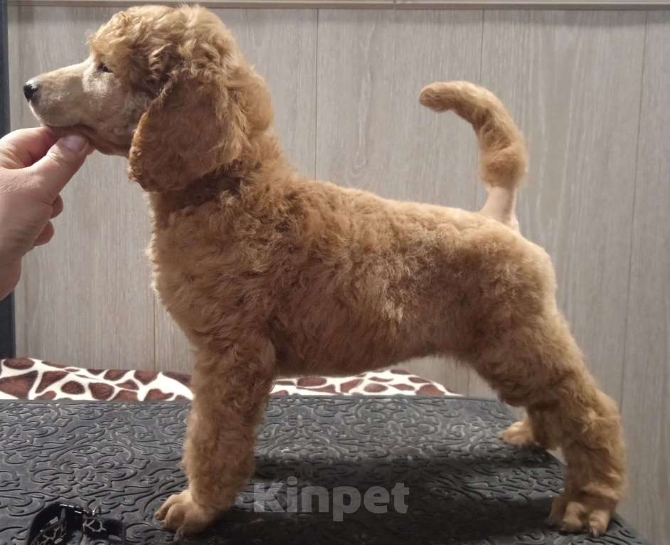 Собаки в Санкт-Петербурге: Пудель королевский рыжий Мальчик, 60 000 руб. - фото 7