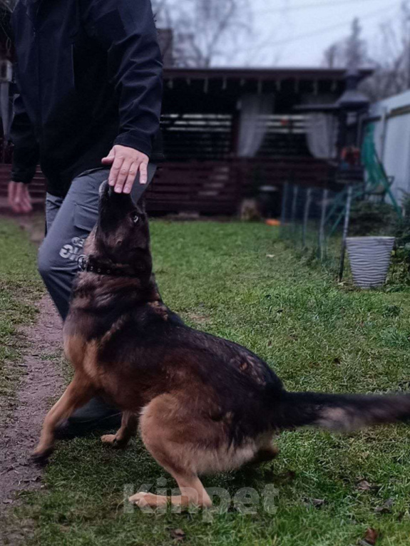 Собаки в Москве: Статный пёс Барди в поисках семьи Мальчик, Бесплатно - фото 4