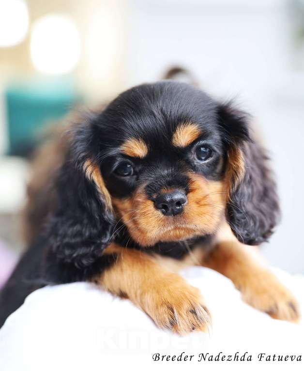 Собаки в Рязани: Щенки Кавалер Кинг Чарльз спаниеля Мальчик, Бесплатно - фото 3