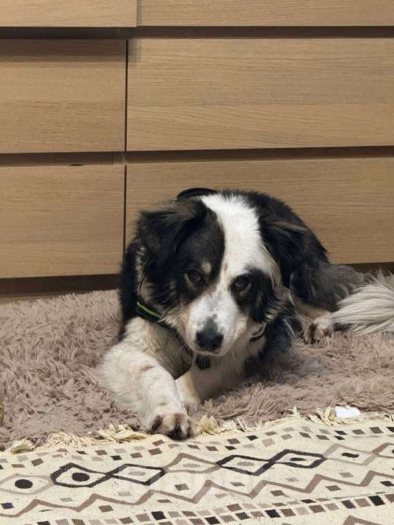 Собаки в Балашихе: Фенотип бордер-колли в добрые руки Девочка, Бесплатно - фото 4