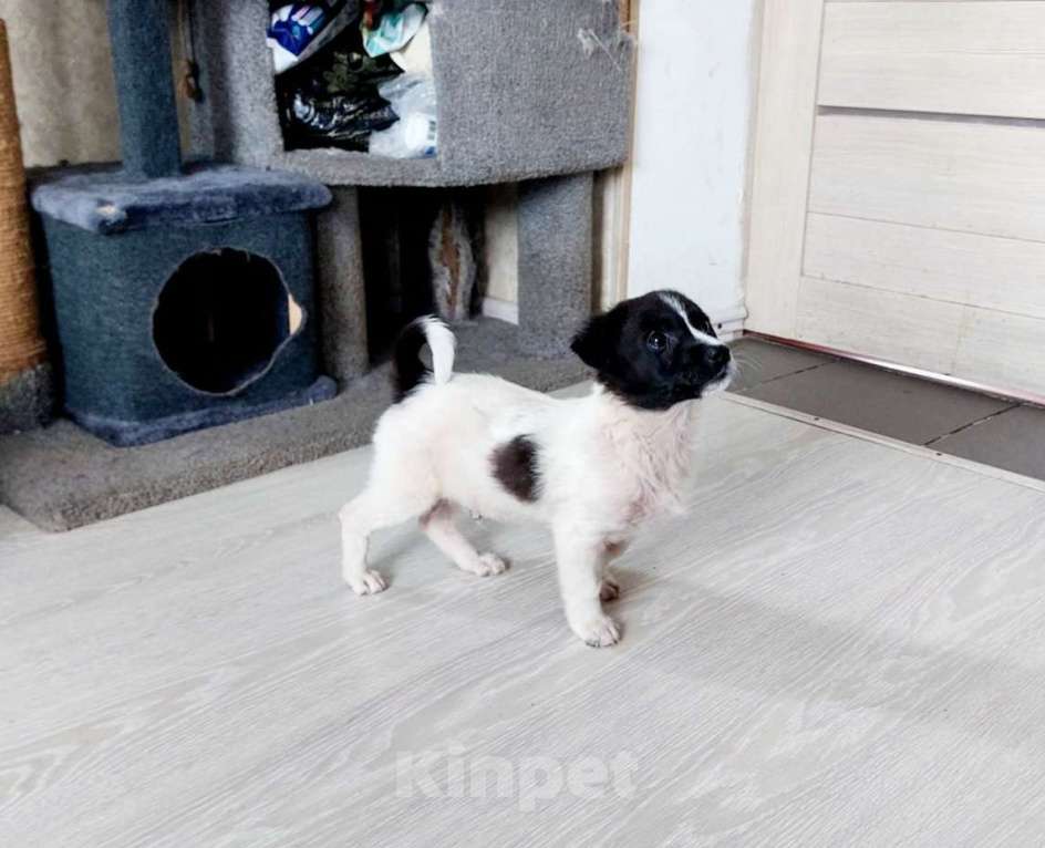 Собаки в Санкт-Петербурге: Маленький хорошенький белый щенок Мальчик, Бесплатно - фото 5