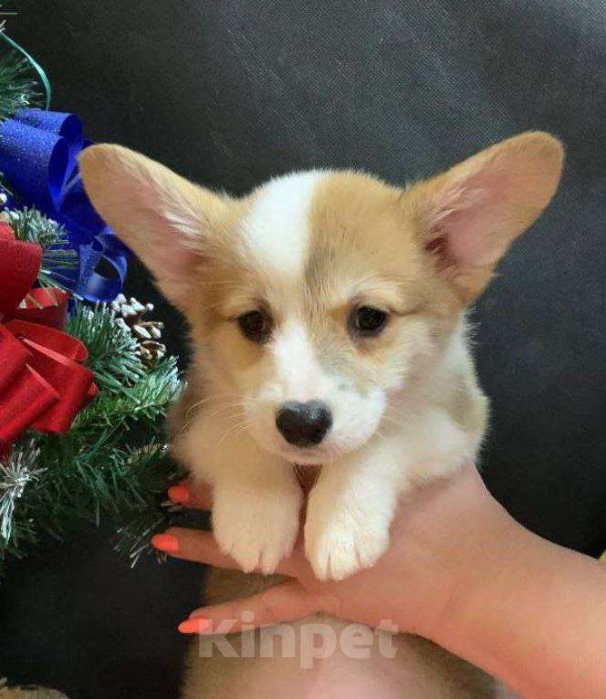 Собаки в других городах Московской области: Вельш корги пемброк рыже-белая девочка без хвостика Девочка, 45 000 руб. - фото 4