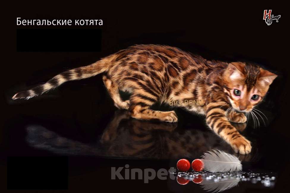 Кошки в Санкт-Петербурге: Бенгальская девочка  Пуговка BIG-BENG Девочка, 40 000 руб. - фото 5