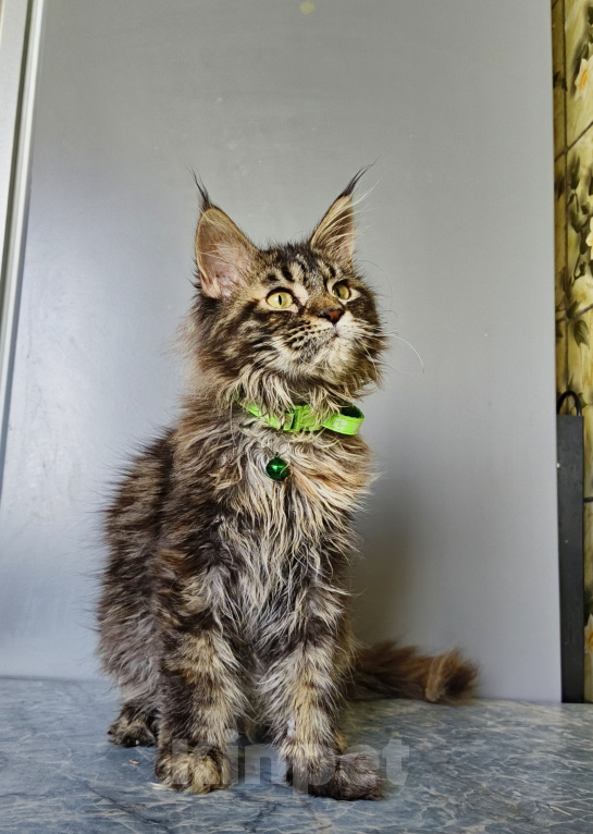 Кошки в Москве: Котёнок Мейн-кун Девочка Девочка, 47 000 руб. - фото 6