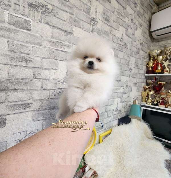Собаки в Москве: Мини девочка померанского шпица айс крем оптически белая Девочка, Бесплатно - фото 4