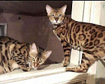 Кошки в Оленегорске: Бенгальские котята, 9 000 руб. - фото 6