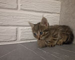 Кошки в Самаре: Котята в добрые руки Девочка, Бесплатно - фото 4