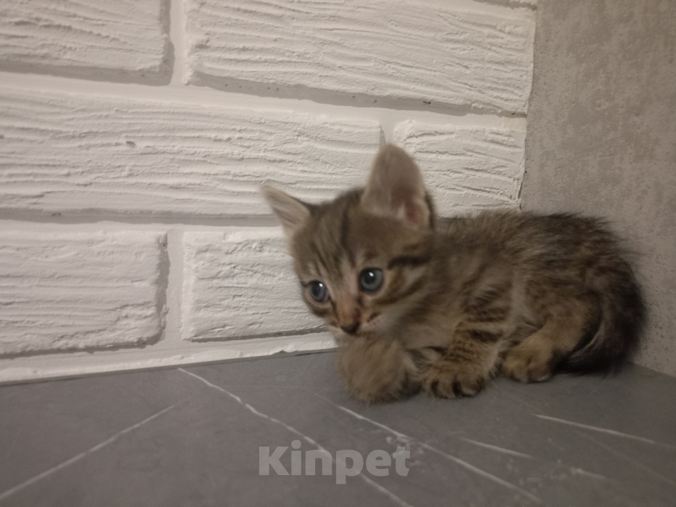 Кошки в Самаре: Котята в добрые руки Девочка, Бесплатно - фото 4