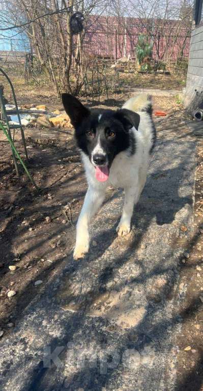 Собаки в других городах Московской области: Элвис  якутенок в добрые руки Мальчик, Бесплатно - фото 2