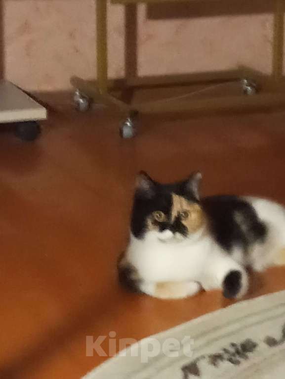 Кошки в Обнинске: Кошка домашняя Девочка, Бесплатно - фото 4