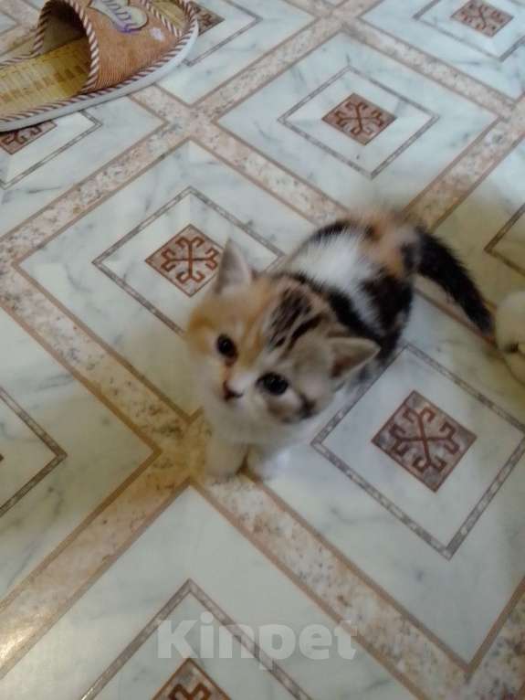 Кошки в Вологде: Продам котят шотландской породы  Девочка, 4 000 руб. - фото 2