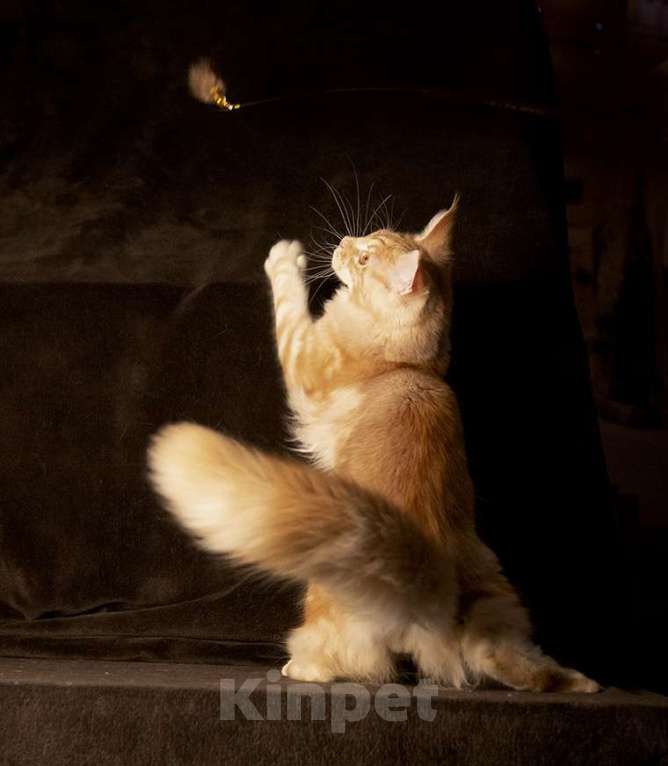 Кошки в Барнауле: Котята мейн-кун Мальчик, 25 000 руб. - фото 2