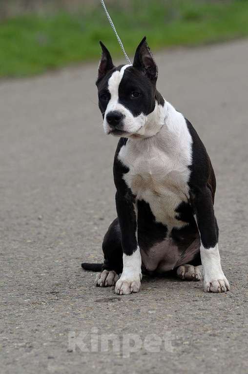 Собаки в Краснодаре: Девочка амстаффа с документами РКФ Девочка, 50 000 руб. - фото 3