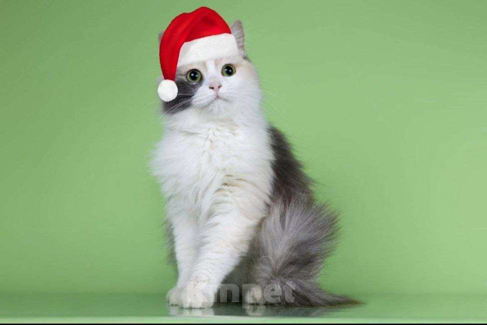 Кошки в Москве: Мадонна ищет семью Девочка, 50 руб. - фото 2