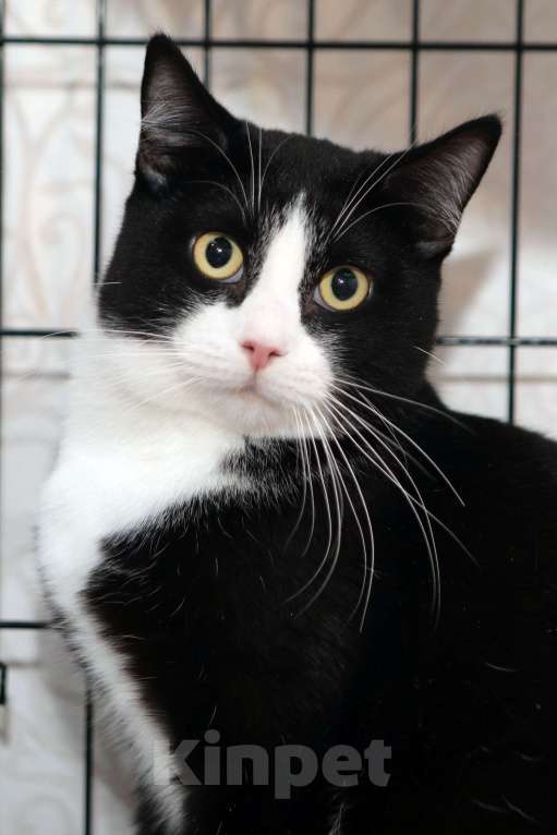 Кошки в Санкт-Петербурге: Степан Степашка Степочка трусишка Мальчик, Бесплатно - фото 7