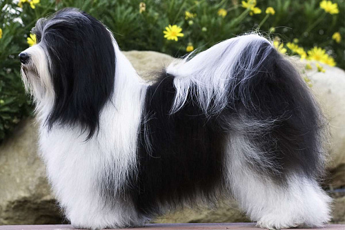 Очаровательные щенки гаванского бишона