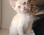 Кошки в Красноярске: Бурманский котик Мальчик, 35 000 руб. - фото 4