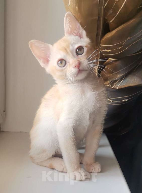 Кошки в Красноярске: Бурманский котик Мальчик, 35 000 руб. - фото 4