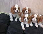 Собаки в Москве: Кавалер Кинг Чарльз спаниель 2, 5мес Мальчик, 75 000 руб. - фото 1