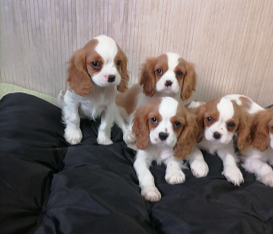 Кавалер Кинг Чарльз спаниель 2, 5мес