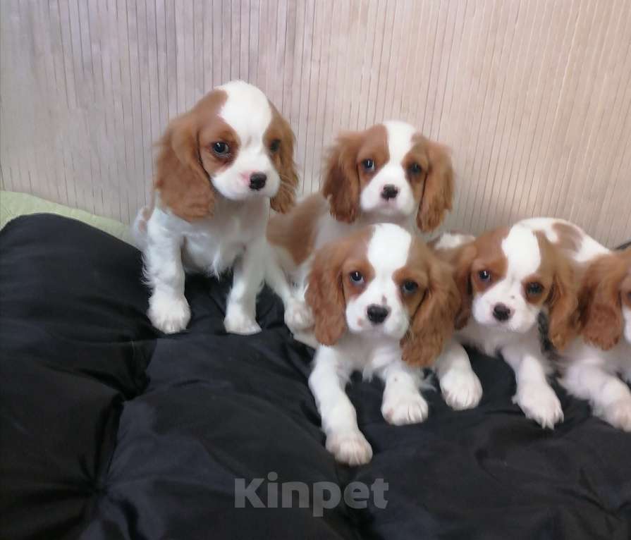 Собаки в Москве: Кавалер Кинг Чарльз спаниель 2, 5мес Мальчик, 75 000 руб. - фото 1