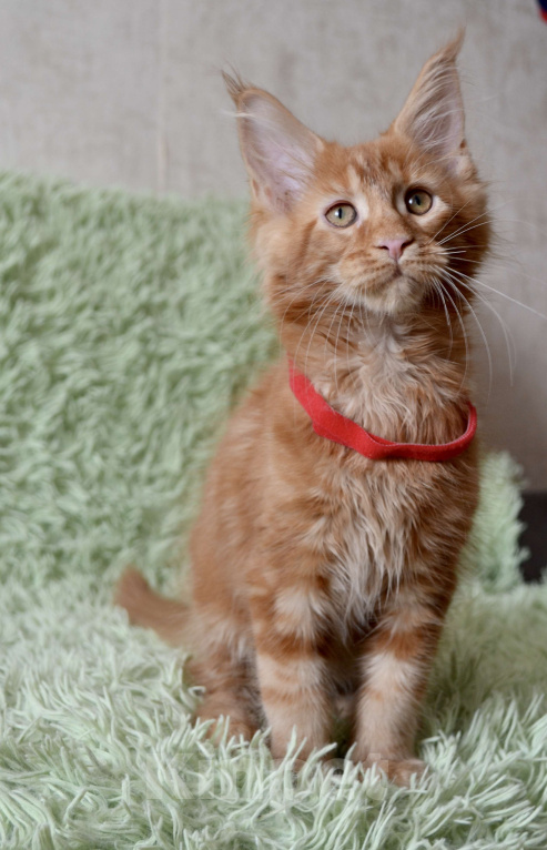 Кошки в Иркутске: Котята мейн-кун. Красного окраса Мальчик, 30 000 руб. - фото 1