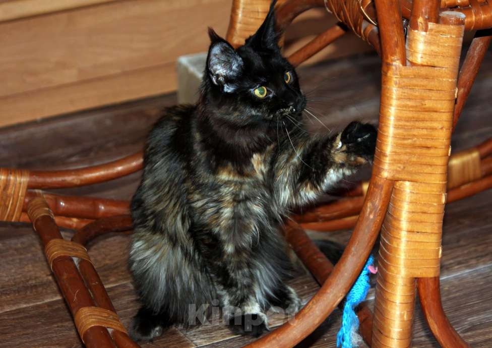 Кошки в Нижнем Новгороде: Девочка мейнкун  Девочка, 15 000 руб. - фото 3