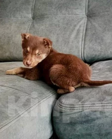 Собаки в Москве: Тося ищет дом Девочка, Бесплатно - фото 2