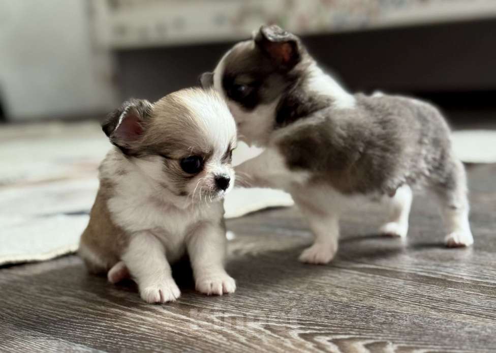 Собаки в Ярославле: Продаются щенки от родителей чемпионов с полным пакетом документов.  Девочка, 35 000 руб. - фото 2