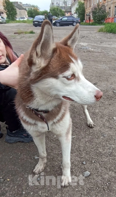 Собаки в Мурманске: Пропала собака!  Девочка, 1 руб. - фото 2