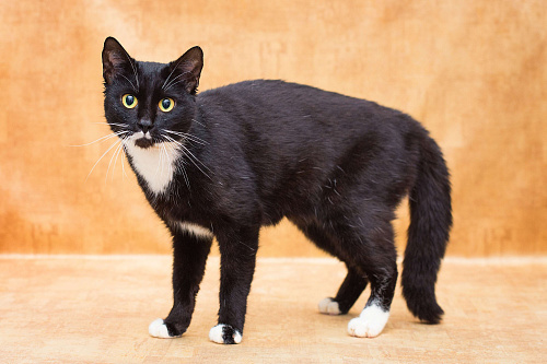 Яся ищет дом 