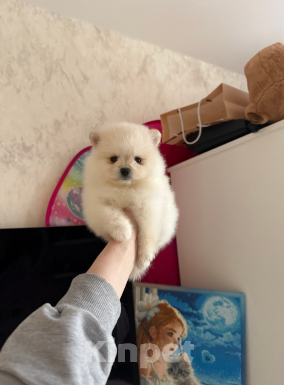 Собаки в Москве: Малыш Мальчик, 25 000 руб. - фото 1