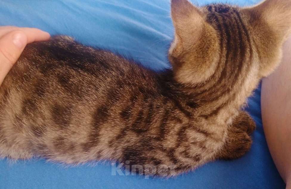 Кошки в Москве: Бенгальский котёнок  Мальчик, 25 000 руб. - фото 2