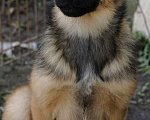 Собаки в Москве: Пушистый рыжий коротколапый щенок Барсик в добрые руки Мальчик, 1 руб. - фото 2